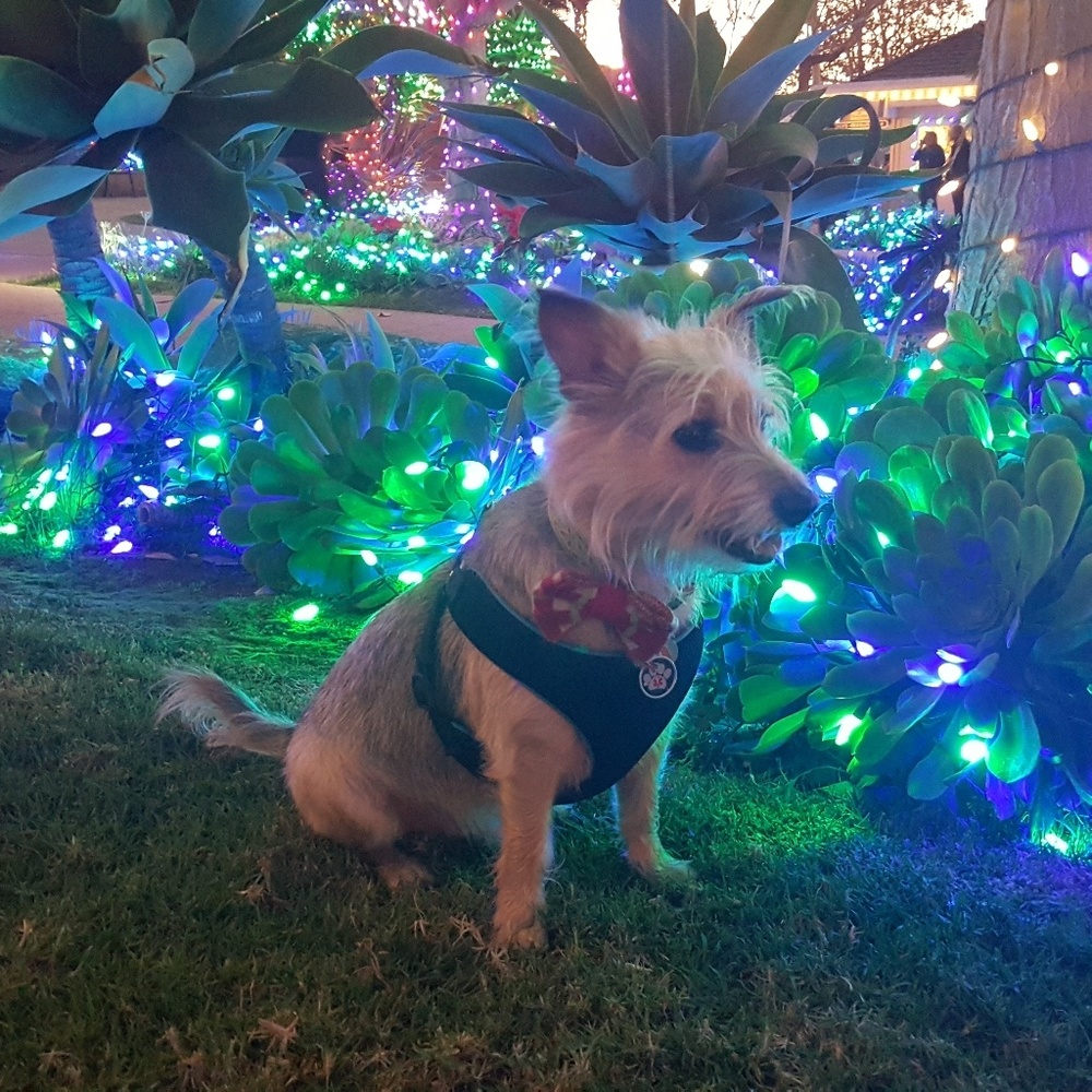 🎄🐾🎁HAPPY HOLIDAYS EVERYONE!!!🎁🐾🎄